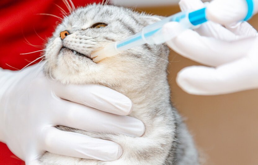 Врач дает кошке лекарство